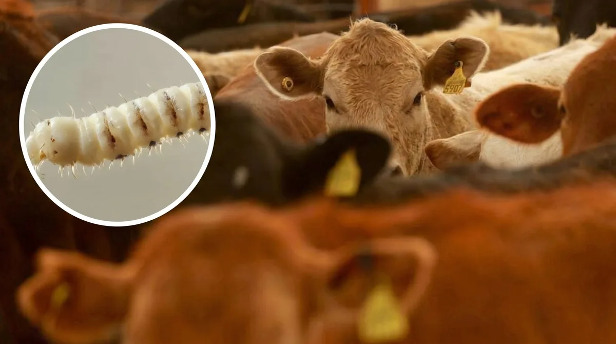 Gusano barrenador: científicos estudian el olor de las heridas para detectar al parásito que destruye al ganado en Texas
