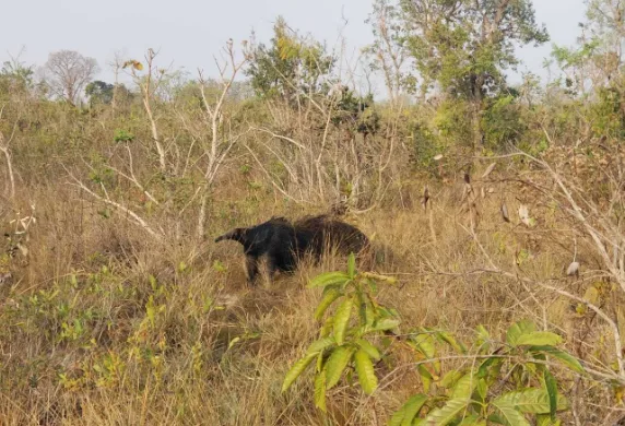 Onde nasce a água, Cerrado ganha proteção permanente em Ribas do Rio Pardo