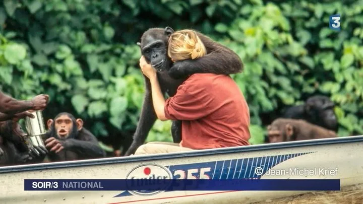 Sabrina Krief, sœur de primates 2/5 : De planète en planète de singes