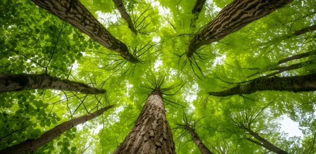 Instituto Serrapilheira oferece formação em ecologia quantitativa