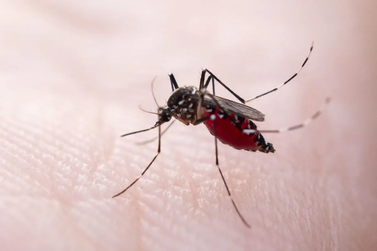 Dengue Is Surging in Florida—and It’s Claimed Its First Life in Nearly 100 Years