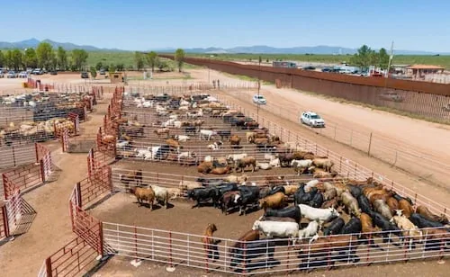 Ganaderos de Sonora alertan por freno al cruce de ganado a EU; reportan problemas en estación de Agua Prieta