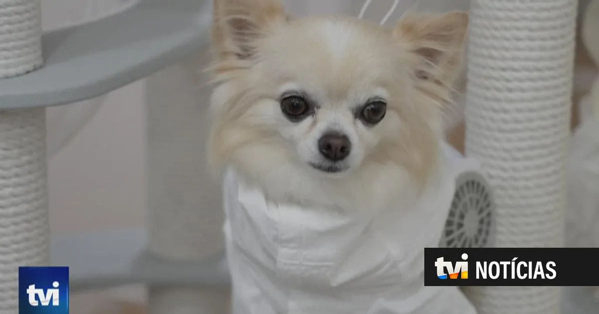 Japoneses criam roupas com ar condicionado para ajudar animais companhia a lidar com o calor