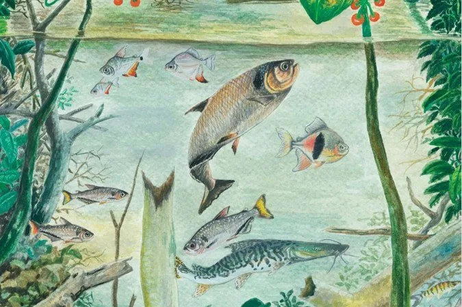 Estudo alerta para a conservação dos peixes amazônicos