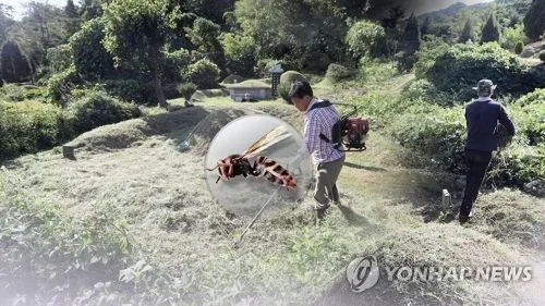 부산서 도로 현수막 정비하던 60대, 벌에 쏘여 의식불명