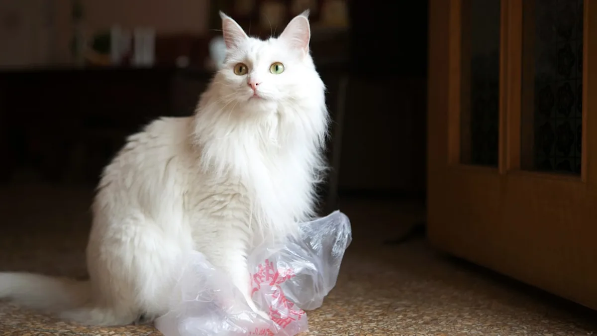 Tüten, Verpackungen & Co. - Warum manche Katzen so verrückt nach Plastik sind