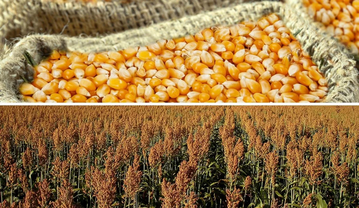 Congresso Nacional de Milho e Sorgo coloca produtividade e sanidade em foco