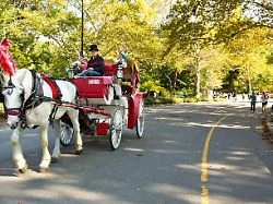 Mamdani forciert Verbot: Pferdekutschen im New Yorker Central Park stehen vor dem Aus