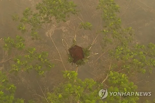 인니 산불로 멸종위기종 오랑우탄도 생존 위협…구조 노력