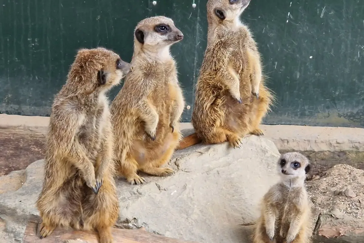 Meerkats die after ‘catastrophic’ tunnel collapse at wildlife park