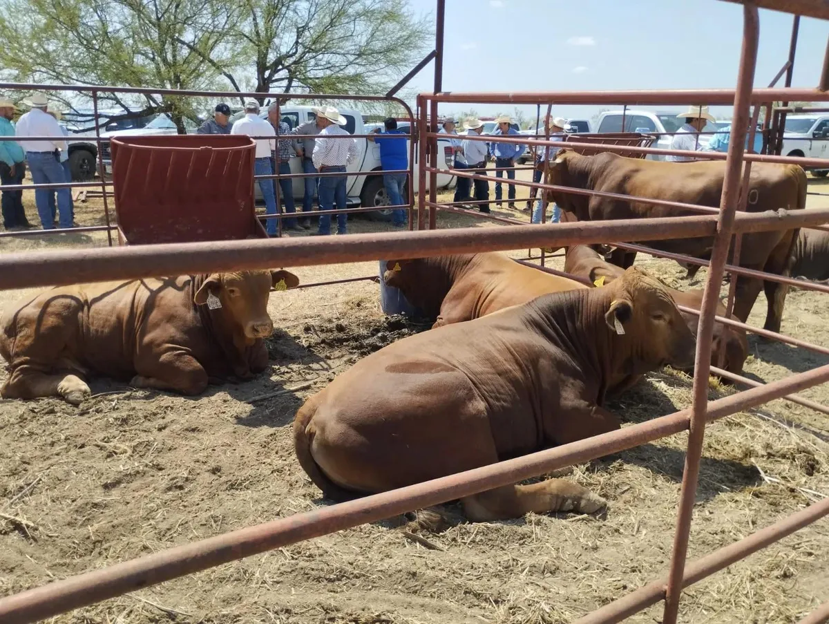 Exportación de ganado de Coahuila a EU podría tardar cuatro meses
