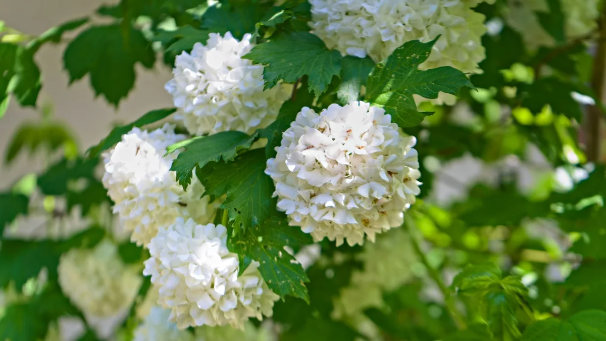 El arbusto de flores blancas que parece una hortensia es fácil de cuidar y puedes cultivarlo en jardín o maceta