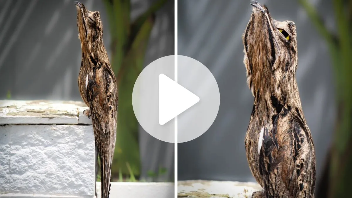 ‘Ave fantasma’ entre as mais difíceis de avistar no Brasil é flagrada à luz do dia em muro de SC: ‘Maravilhas da criação de Deus’