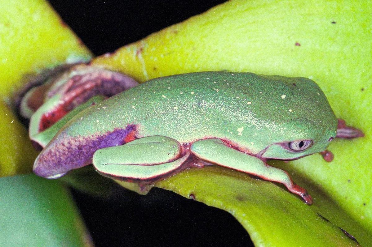 Vírus letal reduz em 83% população de pererecas em reserva da Mata Atlântica