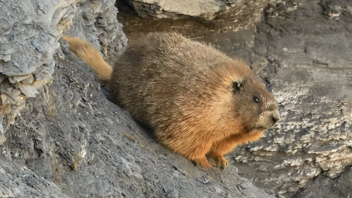 The 1st Fat Marmot Week winner is a 'special boy who likes to eat rocks'