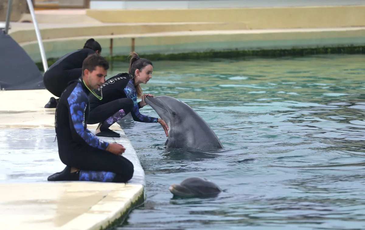 Marineland : le zoo de Beauval renonce finalement à accueillir les dauphins