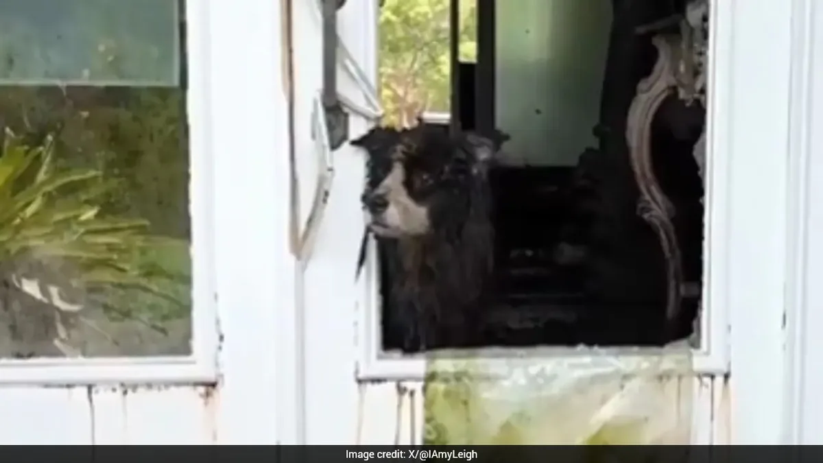 "Covered In Faeces And Urine": 36 Border Collies Saved From Horrific Living Conditions In US