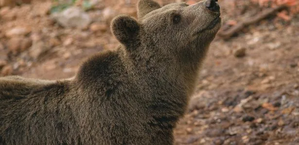 Russa é morta por urso enquanto acampava; ação policial é questionada