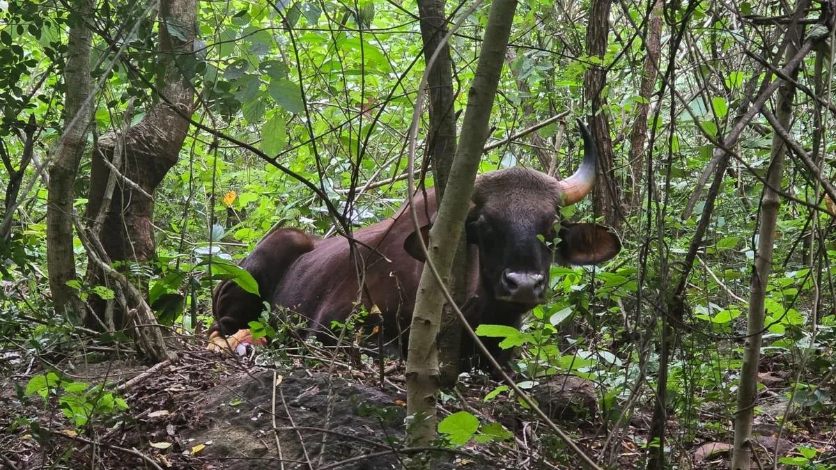 Indian Gaur rescued from snare in Papikonda National Park of Andhra Pradesh