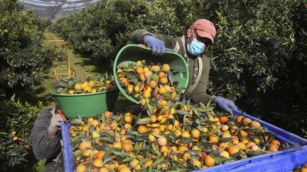 "Tous les voyants sont au vert pour avoir une récolte de clémentines corses digne de ce nom", prédit le président de l'AOP Fruits de Corse