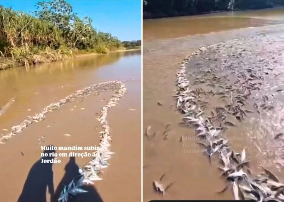 Pescadores exibem fartura de mandi no Rio Jordão, interior do Acre