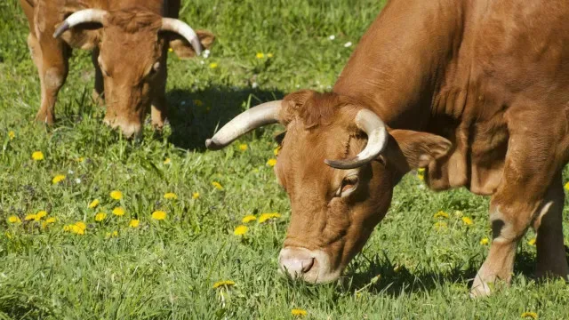 UE audita Brasil e avalia suspensão de exportações de produtos animais