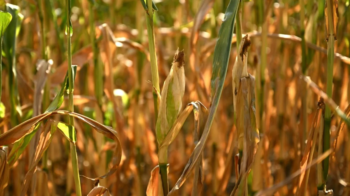 Hitze und Trockenheit: Bauern erwarten leicht unterdurchschnittliche Ernte