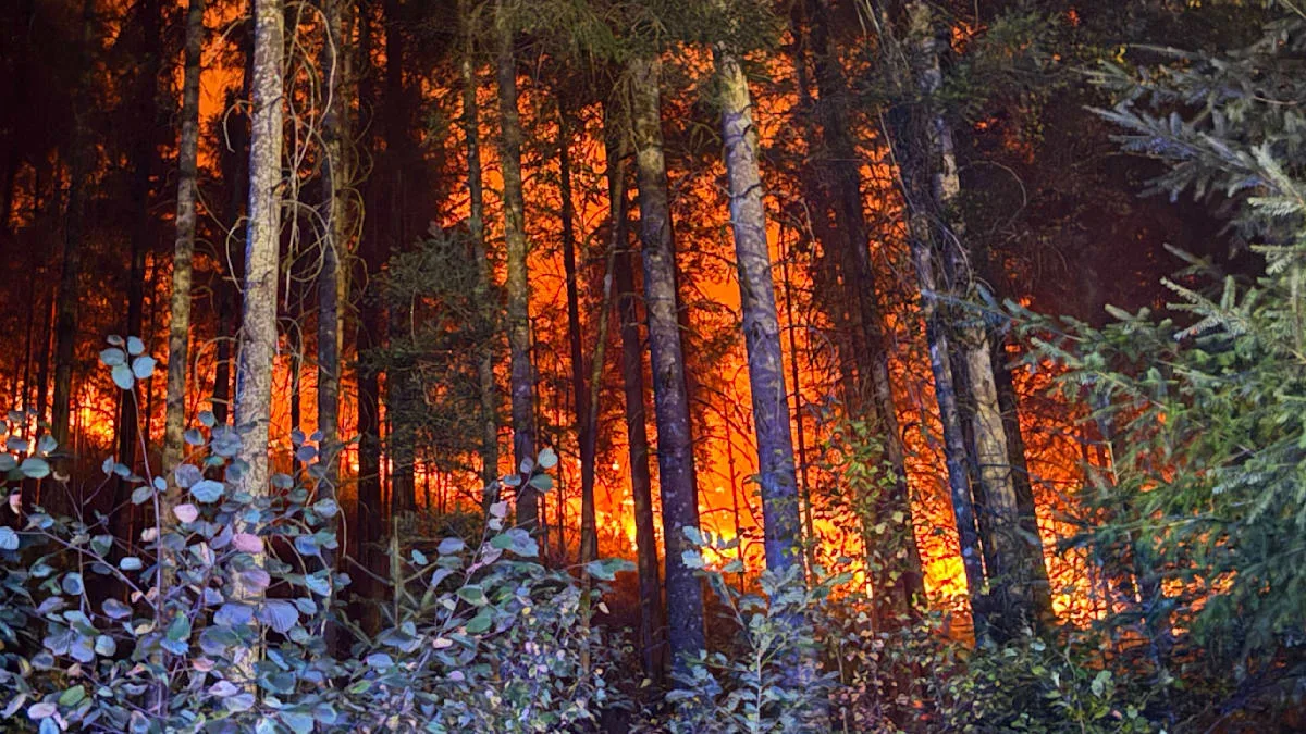„Lernen, wie man sie bekämpft“ – Verbesserungspotenzial im Kampf gegen deutsche Waldbrände