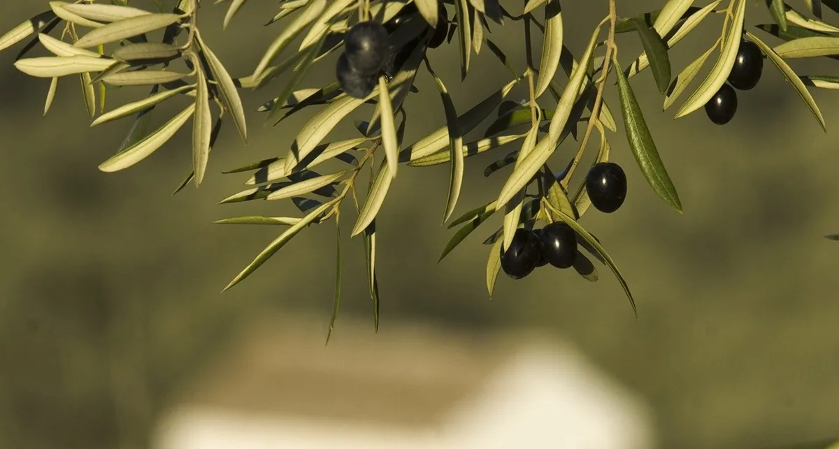 La cosecha de aceituna de mesa en Andalucía caerá un 28% este año por la ola de calor de septiembre: no superará las 459.000 toneladas