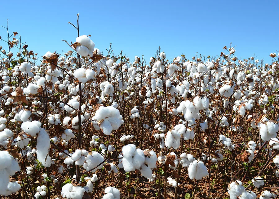Novas cultivares elevam produtividade do algodão e reforçam proteção da lavoura
