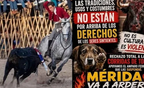 Escala polémica por corridas de toros en Yucatán; convocan a dos manifestaciones para este domingo 30 de agosto