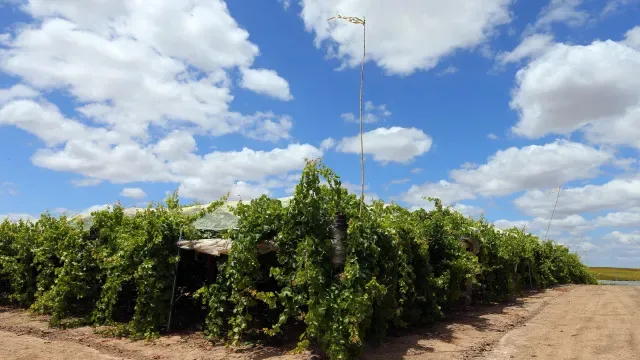 Calor intenso antecipa vindima que no Alentejo começou em julho