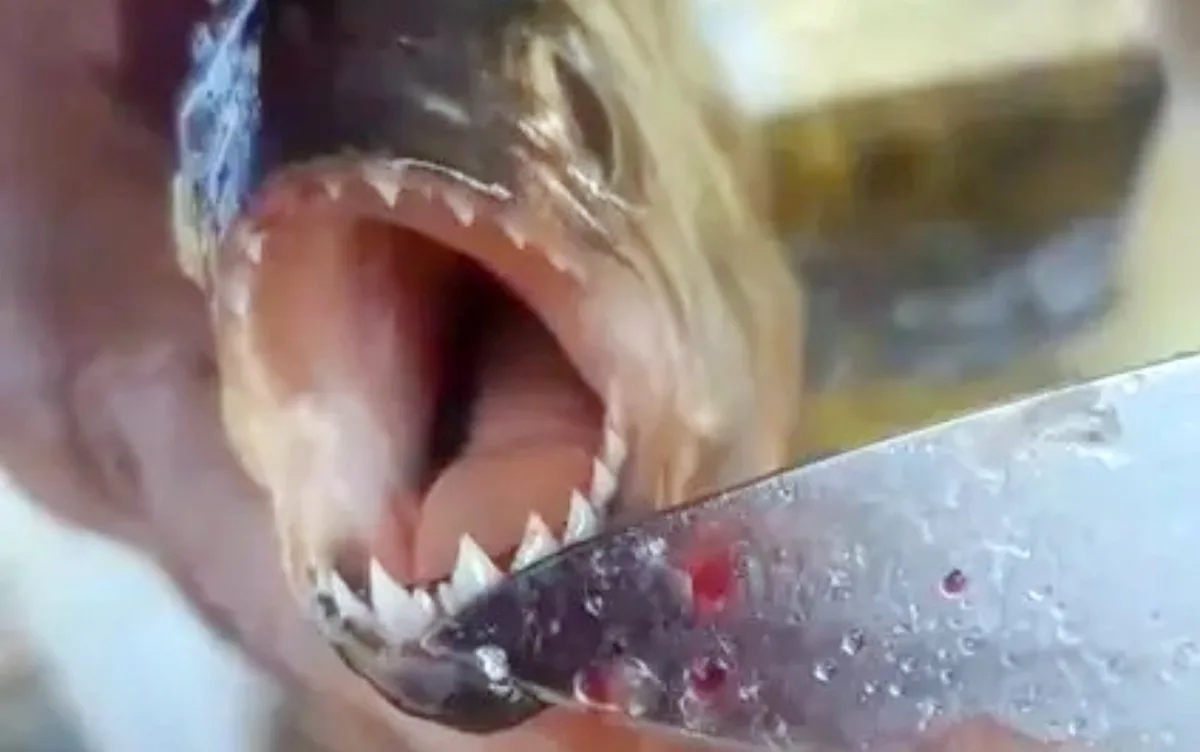 Piranhas são registradas no Rio Grande após aparecimentos no Lago de Furnas e preocupam pescadores em MG