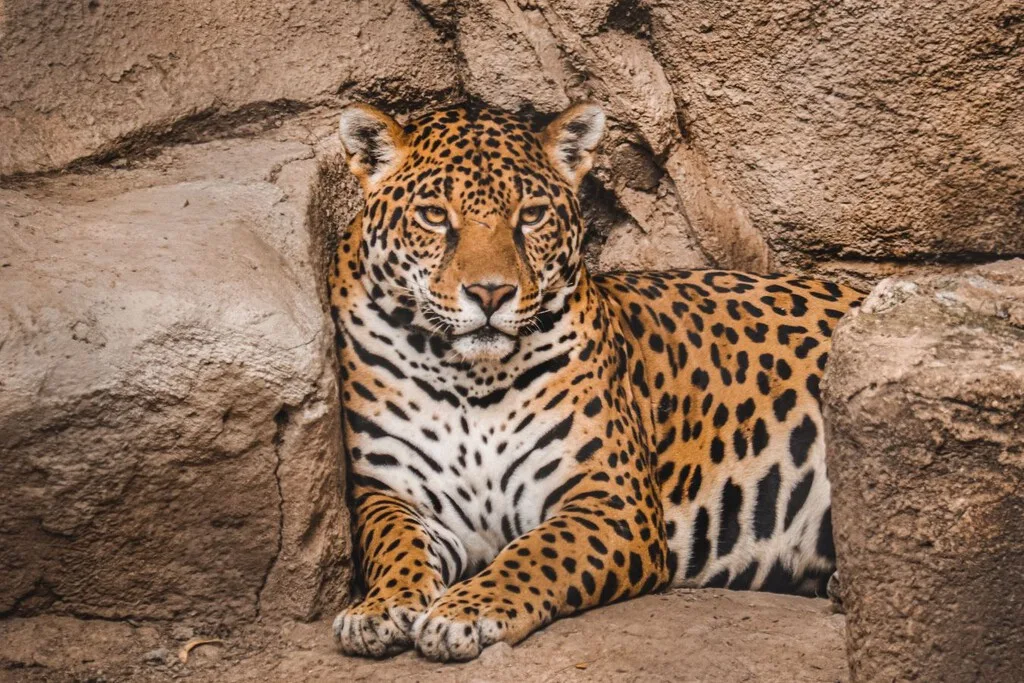 México reportó un aumento en la población de jaguares; aun así continúan en peligro de extinción
