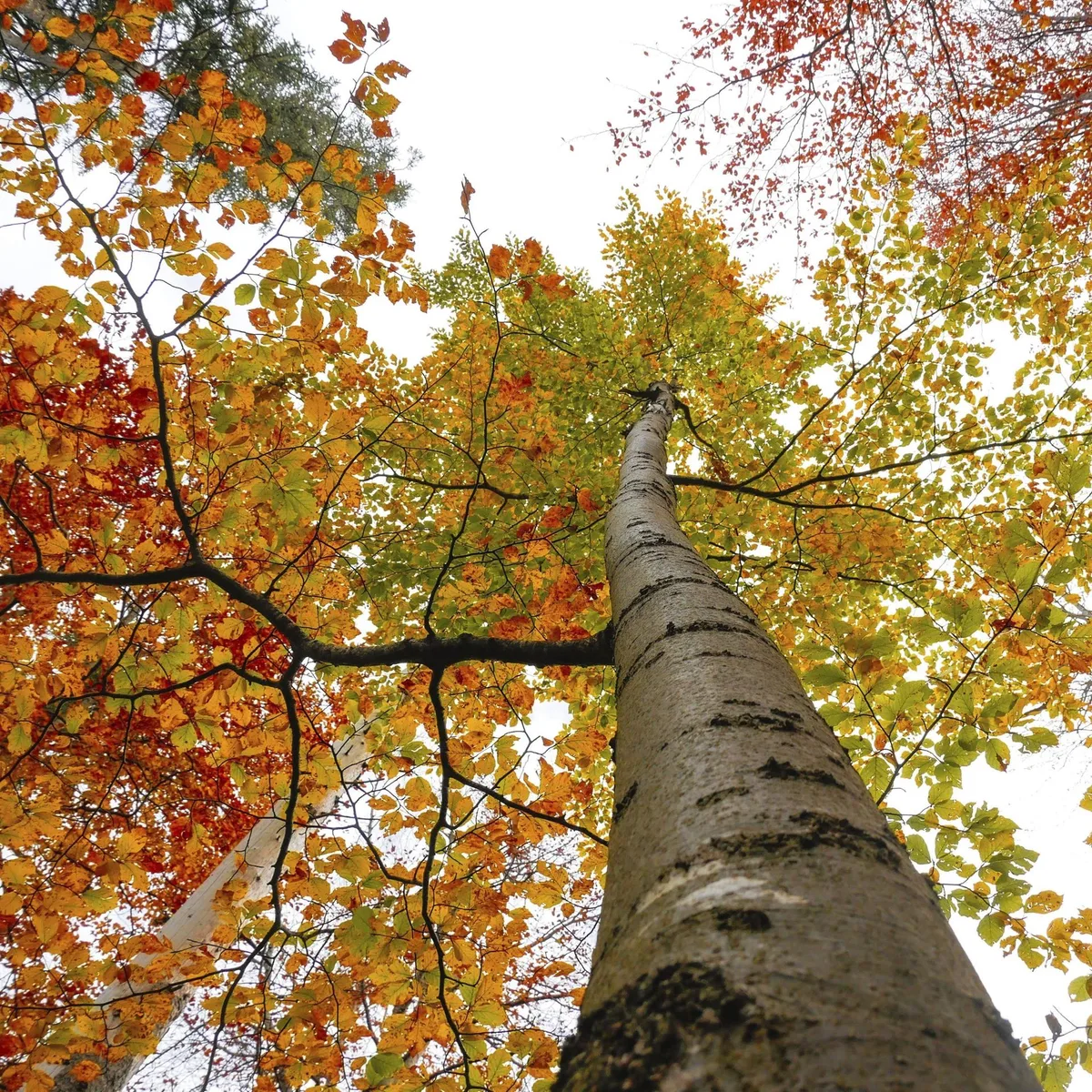 Größter Waldbesitzer in Deutschland - Bayerische Staatsforsten mit höchstem Gewinn seit zehn Jahren