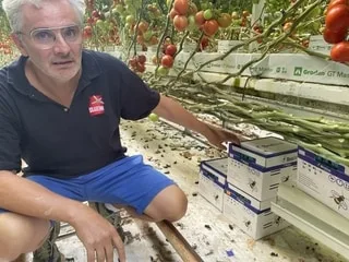 Canicule : dans les serres de tomates, la chaleur perturbe le bourdon pollinisateur et réduit la production