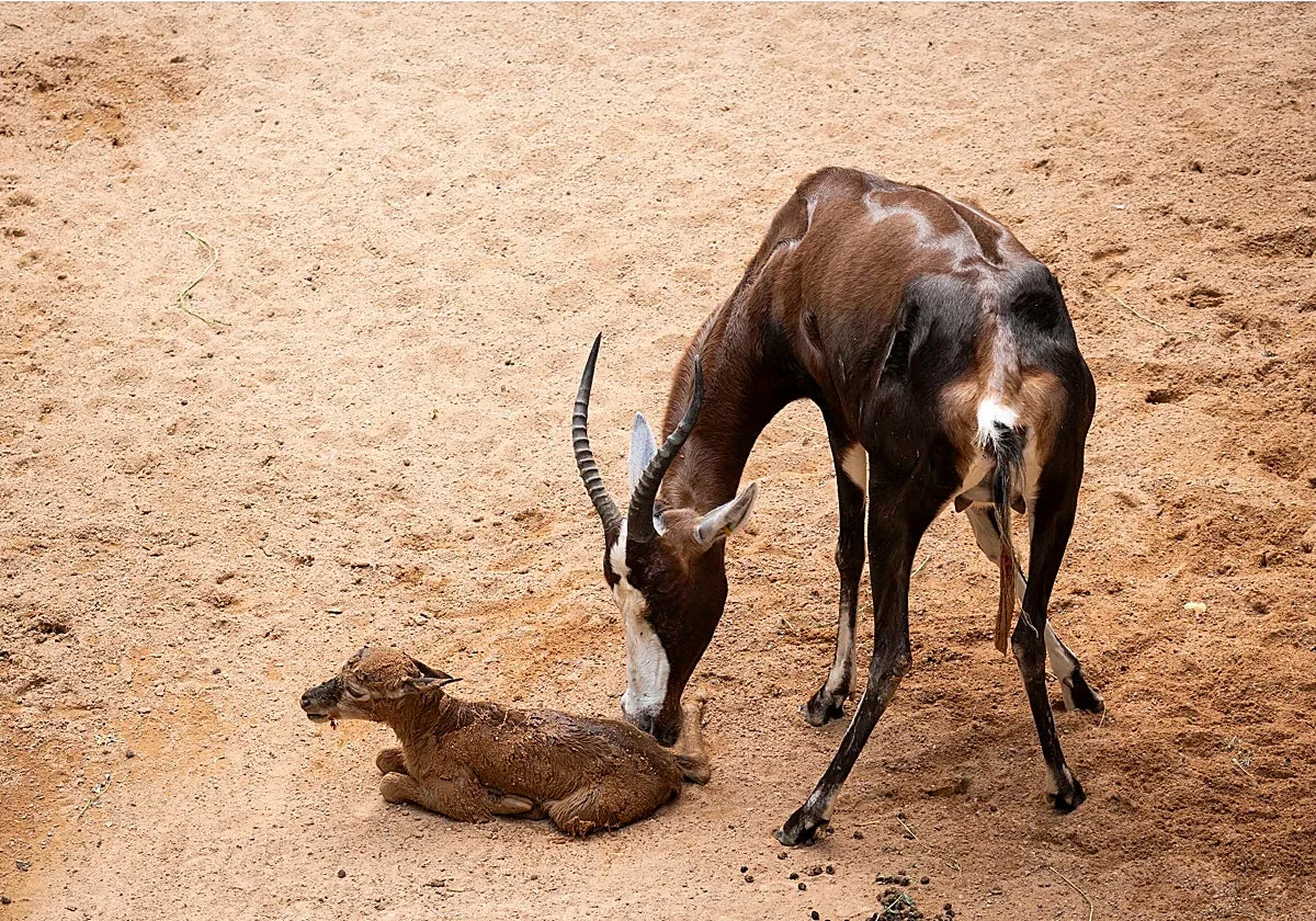 Visitantes de Bioparc Valencia viven el nacimiento de un singular antílope