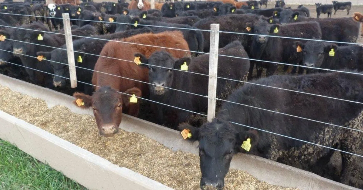 Los animales argentinos consumen 35,1 millones de toneladas de alimentos, pero podrían ser cinco veces más