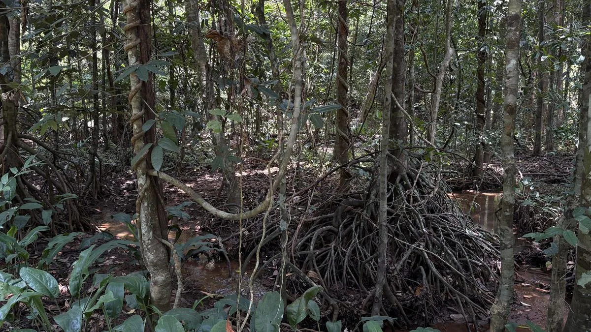 Why Keralam has launched India’s first ecosystem Red List assessment