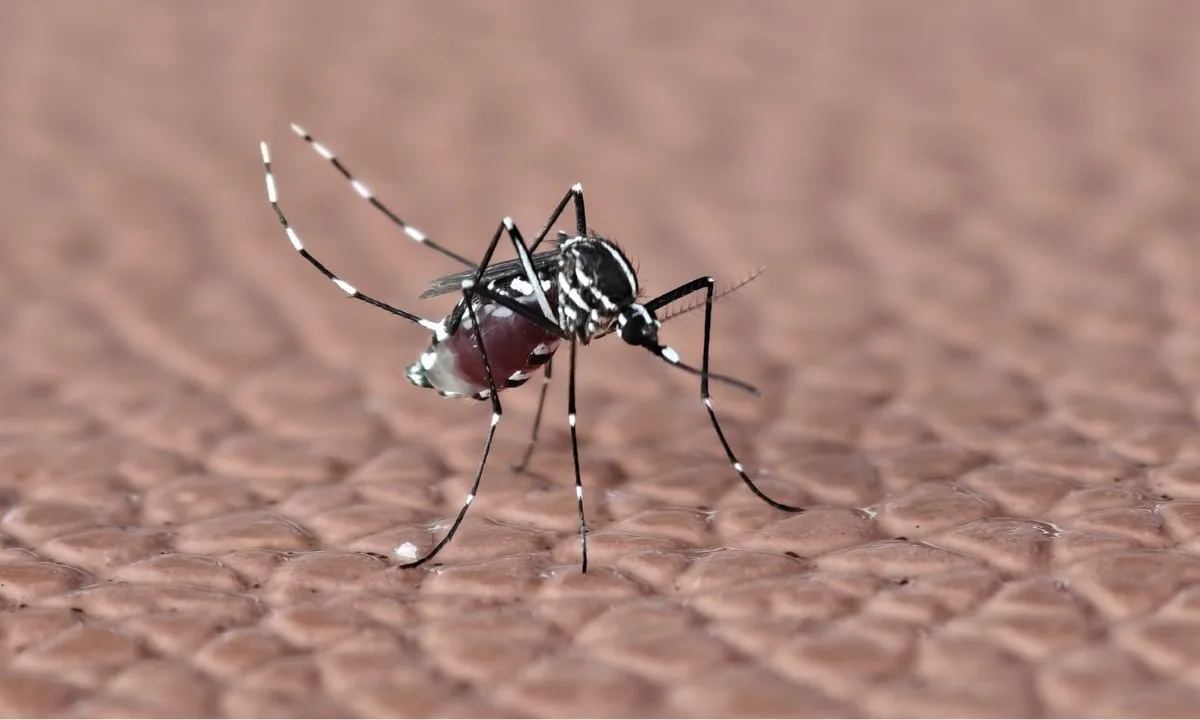 Lá Vem o Enem: resolva questões de biologia sobre dengue
