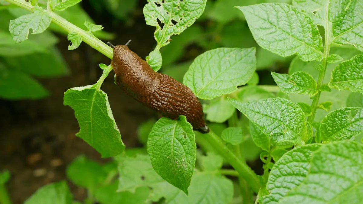 Einfacher Trick - Wie Mandarinen Schnecken aus dem Garten vertreiben