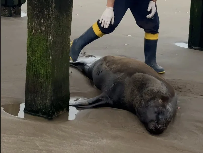Balearon a un lobo marino en Santa Teresita: murió por una infección días después