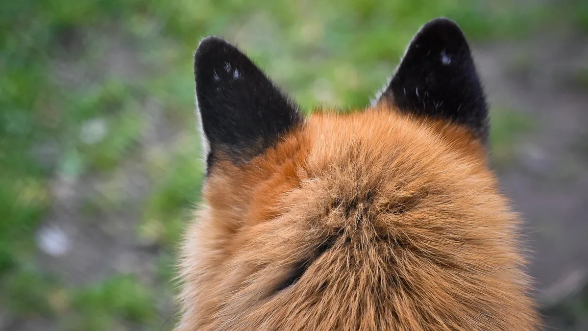 Un renardeau sauvé: la préfecture du Rhône abroge l'arrêté autorisant l'abattage de l'animal près de Lyon
