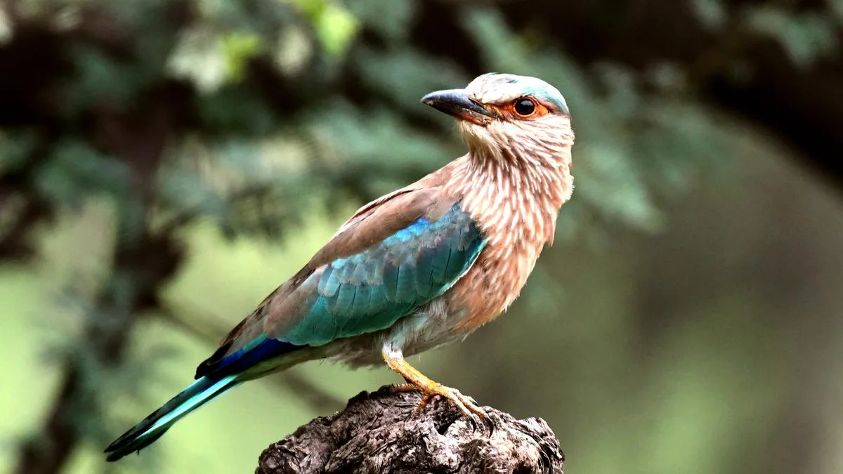 Where Are The Birds Gone? | The Rearview Podcast