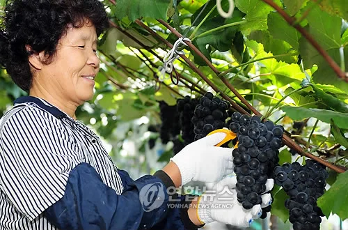 '당도·향 탁월' 남원 흥부골포도 맛보세요…28∼30일 축제