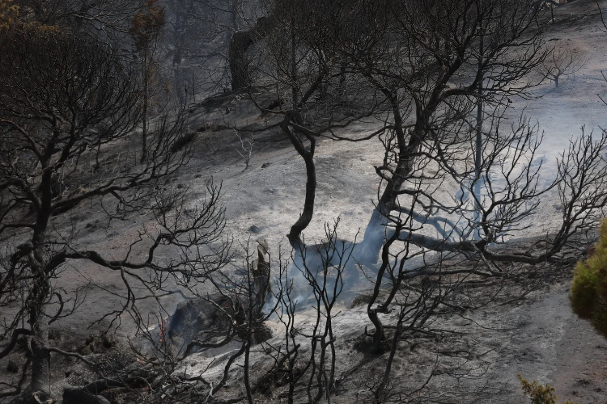 Wildfires kill 12 people across several Algerian provinces