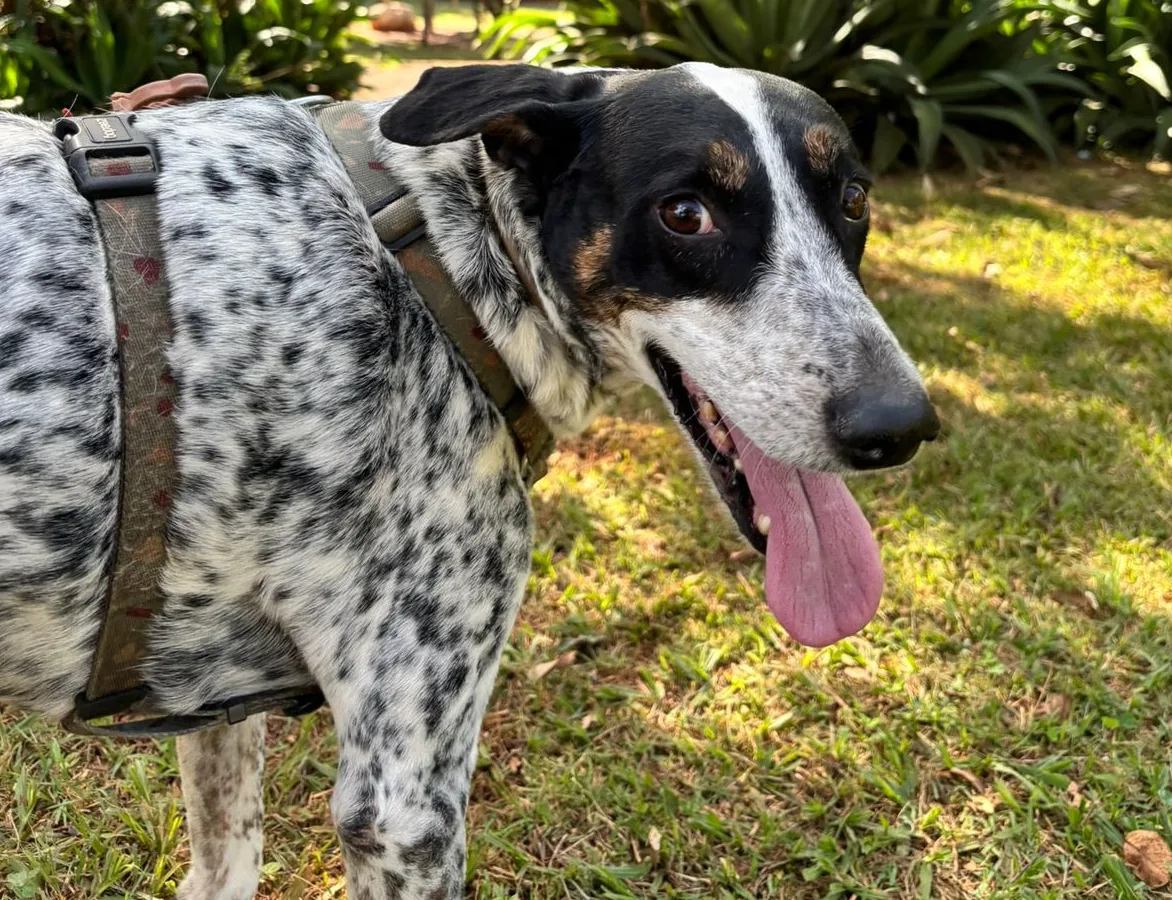 Chico escapa de casa e tutor faz apelo para encontrar cão alérgico