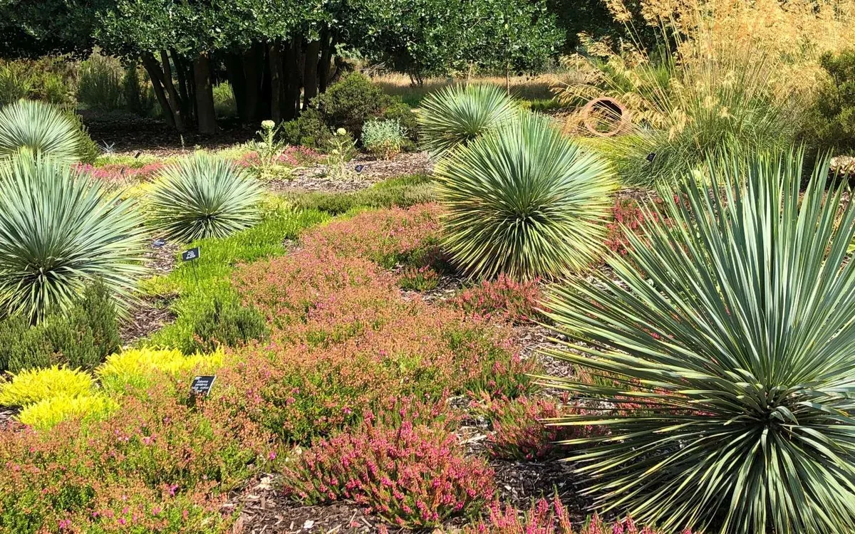Vous voulez un jardin sec aussi beau qu’en Californie ? Voici les premières étapes à ne pas rater