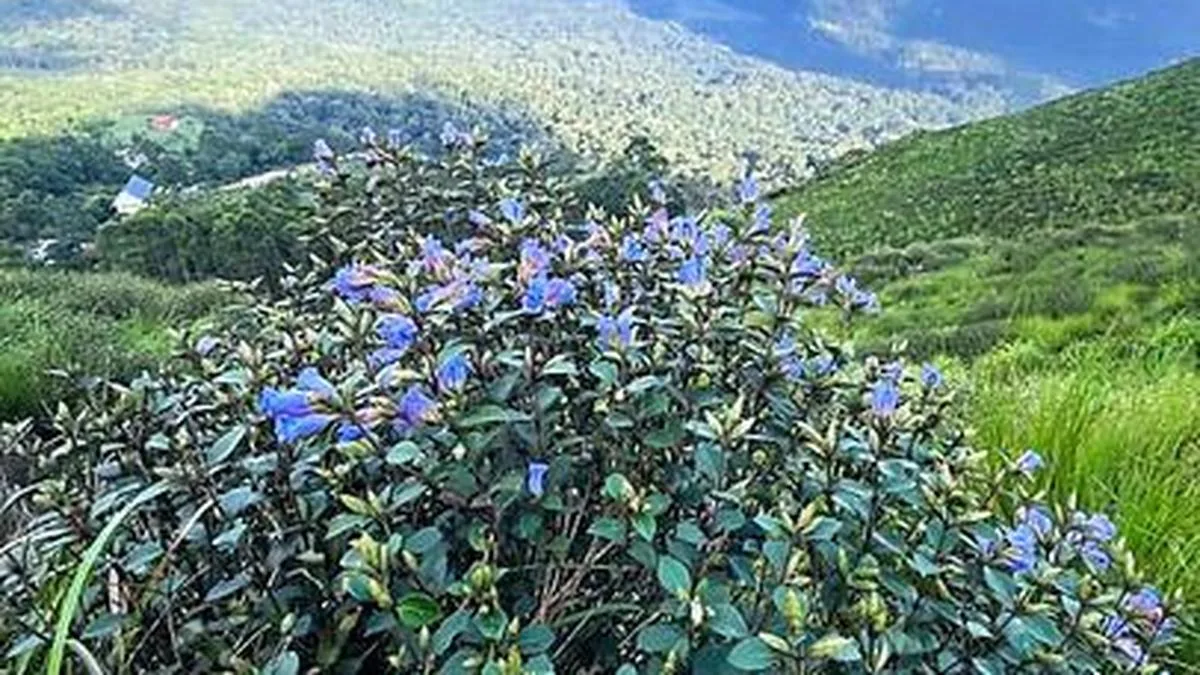 Controversy over not inviting local representatives on opening day of Neelakurinji blooming season in Keralam