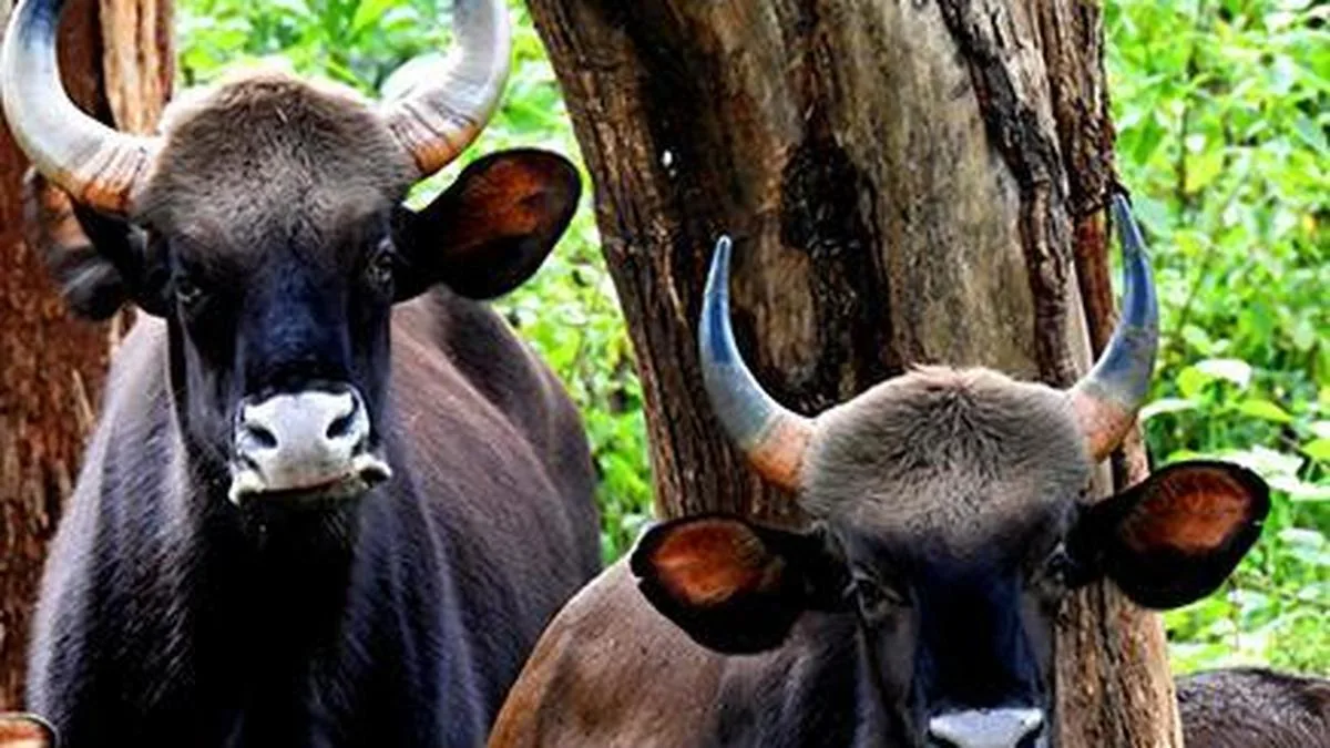 Man killed in wild gaur attack at Vilangad in Keralam
